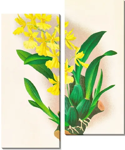 Картина Онцидиум одноцветный (1885-1906)