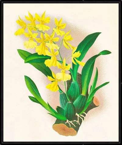 Картина Онцидиум одноцветный (1885-1906)