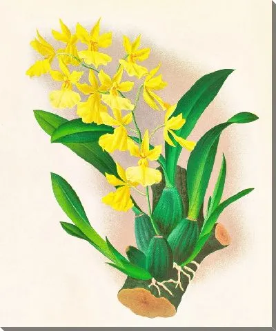 Картина Онцидиум одноцветный (1885-1906)