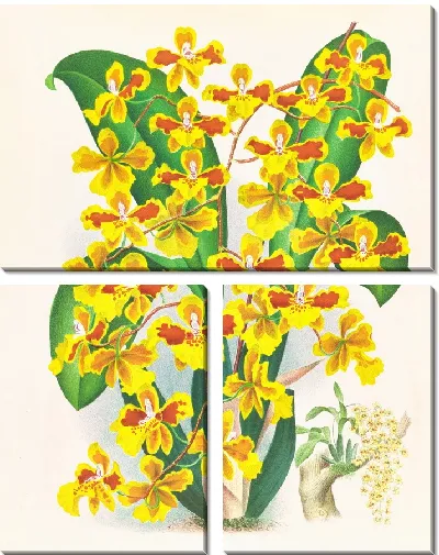 Картина Онцидиум саркодовый (1885-1906)