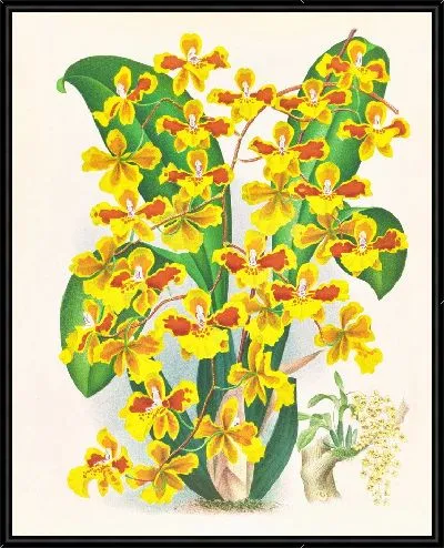 Картина Онцидиум саркодовый (1885-1906)