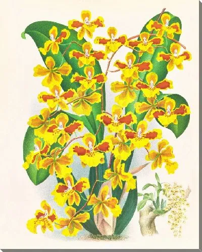 Картина Онцидиум саркодовый (1885-1906)