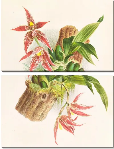 Картина Пафиния Рэнди, Пафиния Кристата (1885–1906)