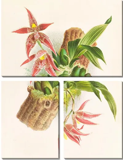 Картина Пафиния Рэнди, Пафиния Кристата (1885–1906)