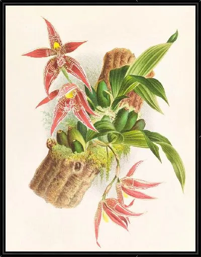 Картина Пафиния Рэнди, Пафиния Кристата (1885–1906)