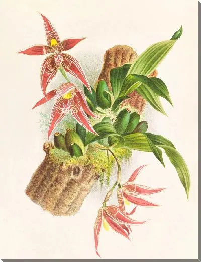 Картина Пафиния Рэнди, Пафиния Кристата (1885–1906)