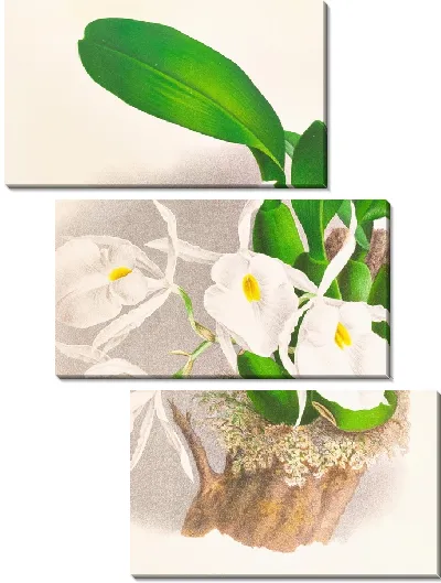 Картина Пилюмна благородная (1885-1906)