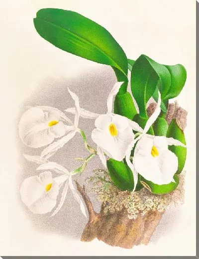 Картина Пилюмна благородная (1885-1906)