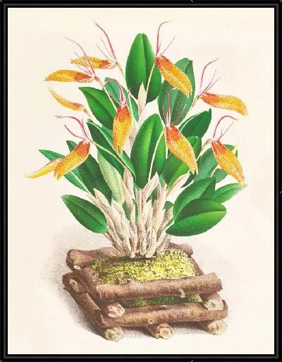 Картина Рестрепия антеннифера (1885-1906)