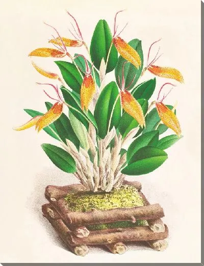 Картина Рестрепия антеннифера (1885-1906)