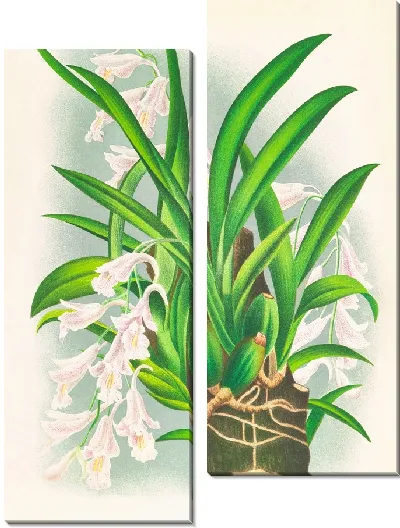 Картина Родригеция рефракта (1885-1906)
