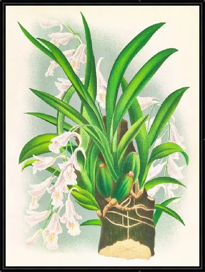 Картина Родригеция рефракта (1885-1906)