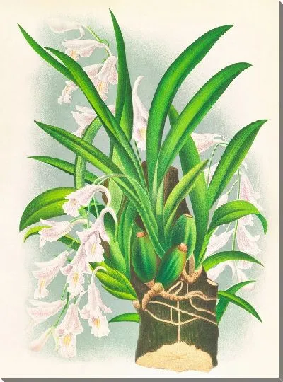 Картина Родригеция рефракта (1885-1906)