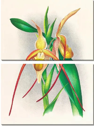 Картина Селенипедиум большой (1885-1906)