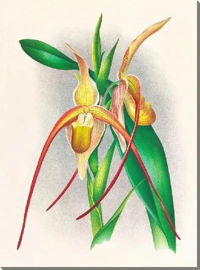 Картина Селенипедиум большой (1885-1906)