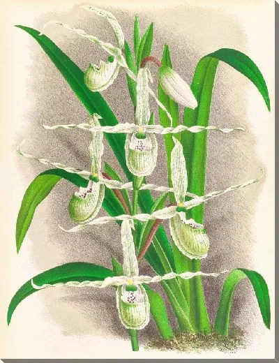 Картина Селенипедиум ретикулатум (1885-1906)