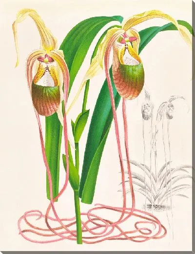 Картина Селенипедиум хвостатый (1885-1906)