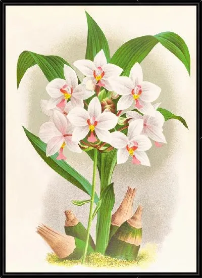 Картина Спатоглоттис Августорум (1885-1906)