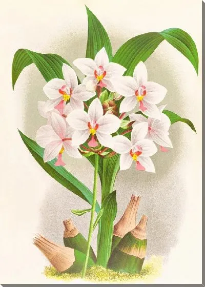 Картина Спатоглоттис Августорум (1885-1906)