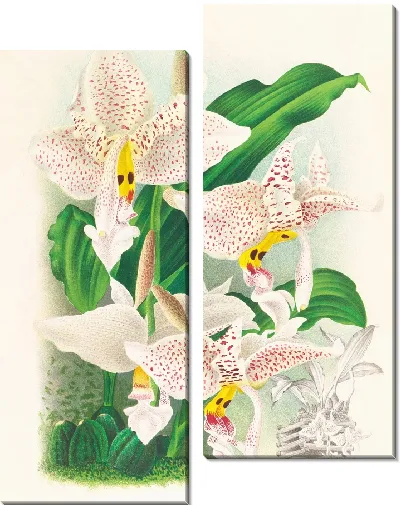 Картина Стангопея глазчатая (1885-1906)