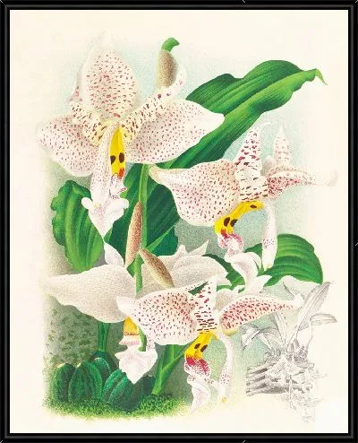 Картина Стангопея глазчатая (1885-1906)