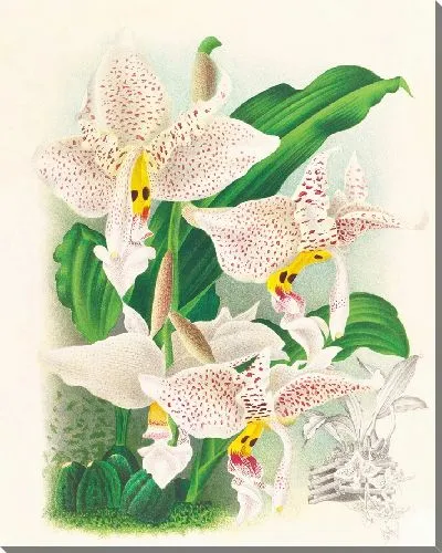 Картина Стангопея глазчатая (1885-1906)