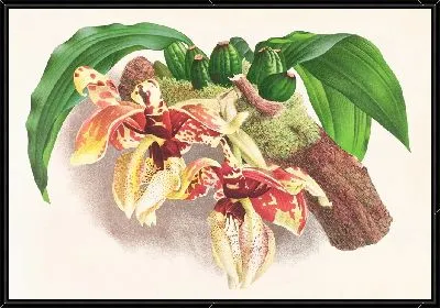 Стангопея Тигрина (1885-1906)