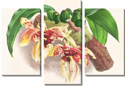 Стангопея Тигрина (1885-1906)