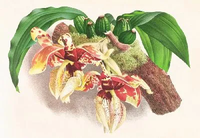 Стангопея Тигрина (1885-1906)