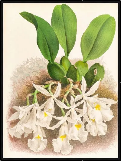 Картина Трихопилия Суавис (1885-1906)