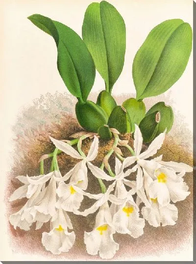 Картина Трихопилия Суавис (1885-1906)