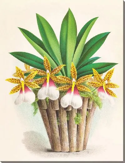 Картина Трихоцентрум Тигринум (1885-1906)