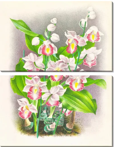 Картина Файус Хумблоти (1885-1906)