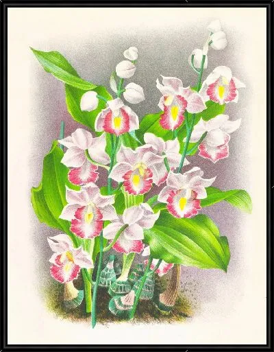 Картина Файус Хумблоти (1885-1906)