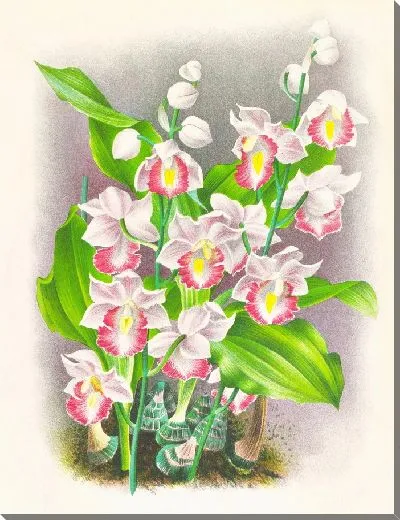 Картина Файус Хумблоти (1885-1906)