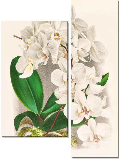 Картина Фаленопсис амабилис (1885-1906)