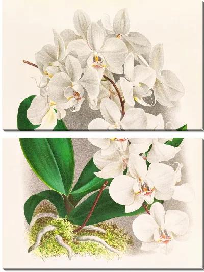 Картина Фаленопсис амабилис (1885-1906)