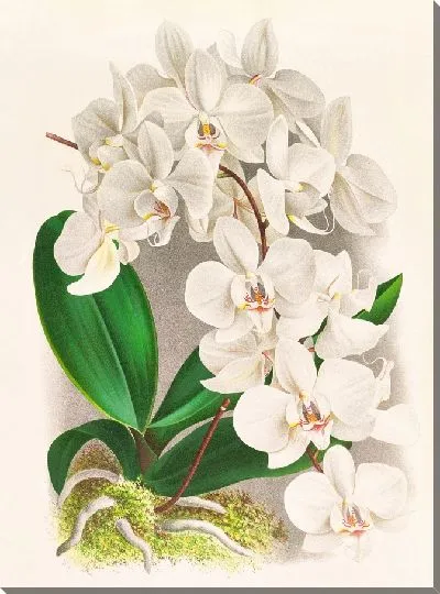 Картина Фаленопсис амабилис (1885-1906)