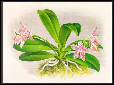 Фаленопсис Люддеманна (1885-1906)