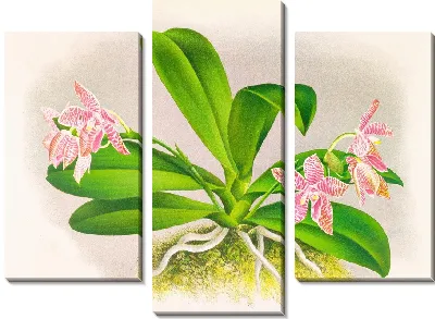 Фаленопсис Люддеманна (1885-1906)