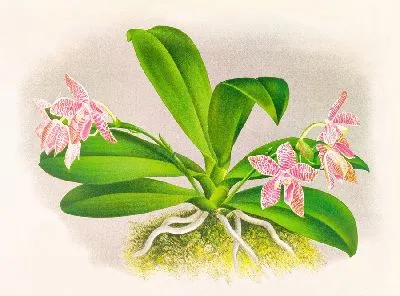 Фаленопсис Люддеманна (1885-1906)