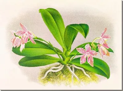 Фаленопсис Люддеманна (1885-1906)