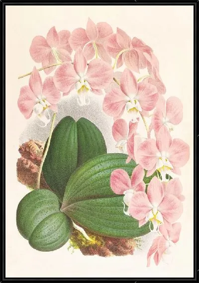 Картина Фаленопсис Сандериана (1885-1906)