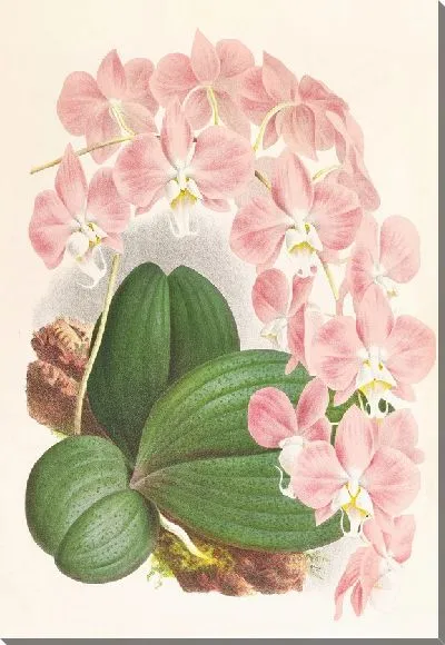 Картина Фаленопсис Сандериана (1885-1906)