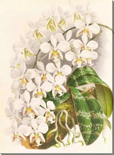 Картина Фаленопсис Стюарта (1885-1906)