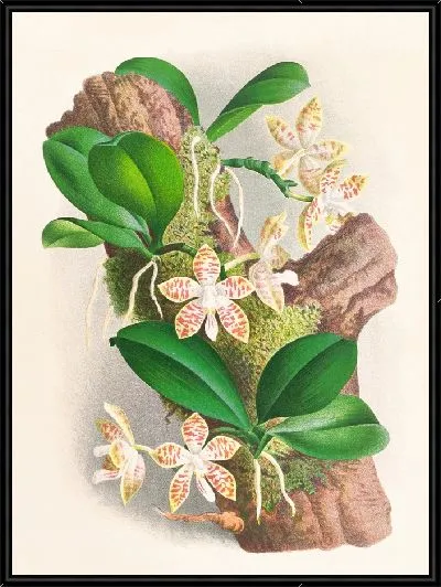 Картина Фаленопсис суматранский (1885-1906)
