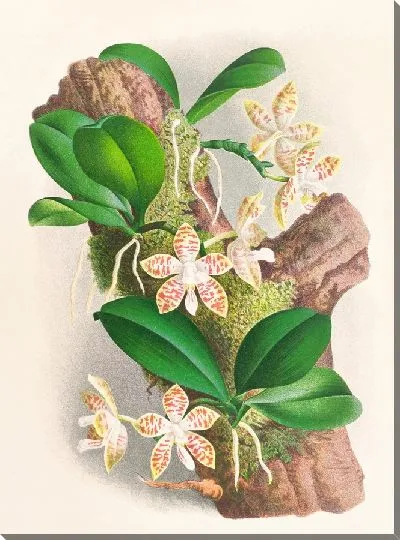Картина Фаленопсис суматранский (1885-1906)