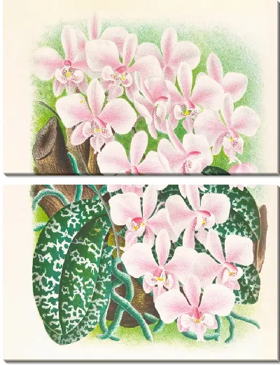 Картина Фаленопсис Шиллера (1885-1906)