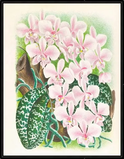 Картина Фаленопсис Шиллера (1885-1906)