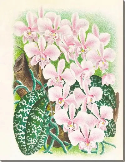 Картина Фаленопсис Шиллера (1885-1906)